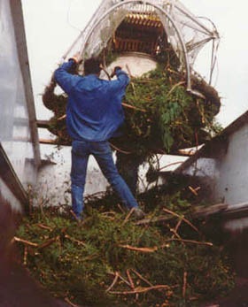 Dumping redwood cones onto a truck